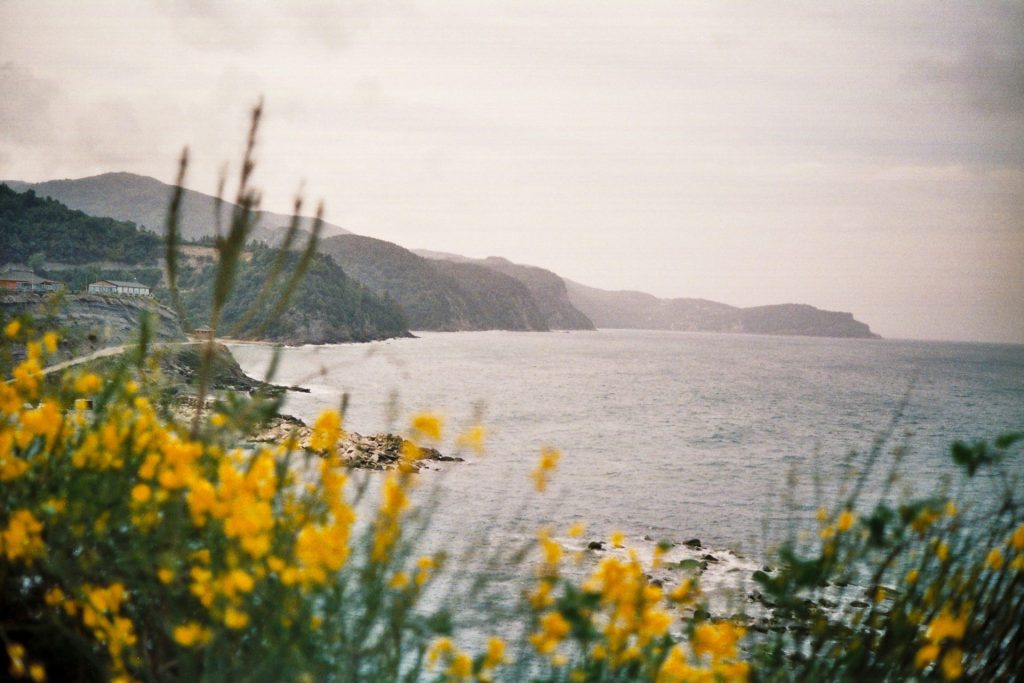 A view of a body of water with yellow flowers in the foreground